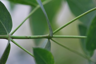 Eucalyptus dalrympleana - blahovičník (2)